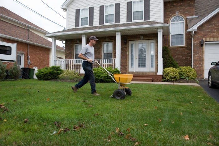 Spreading fertilizer on a residential lawn to encourage healthy growth and weed resistance
