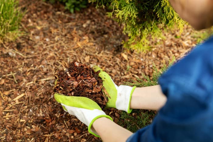 a person applying pine bark mulch to a garden bed