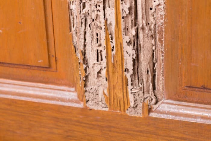 interior wood panel showing severe termite structural damage in a Texas home