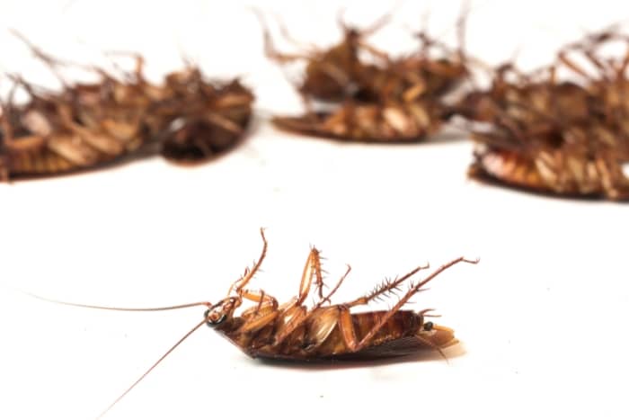 dead cockroaches