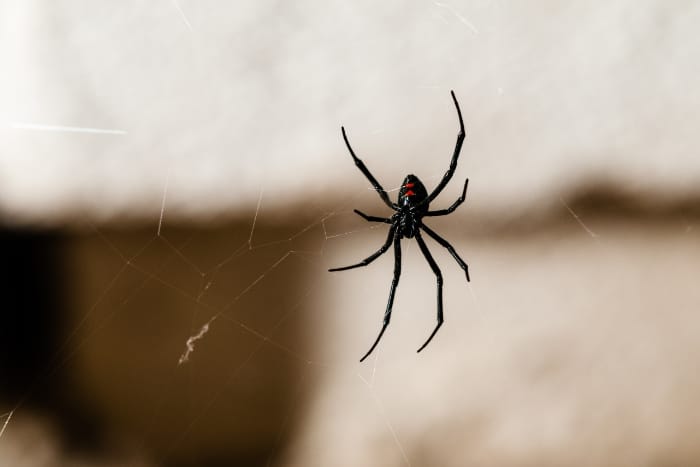 The Best Ways to Get Rid of Spiders