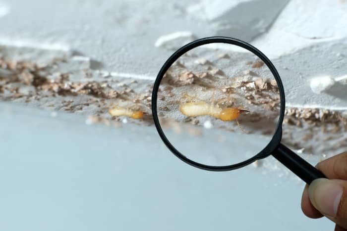 drywood termites enlarged with magnifying glass