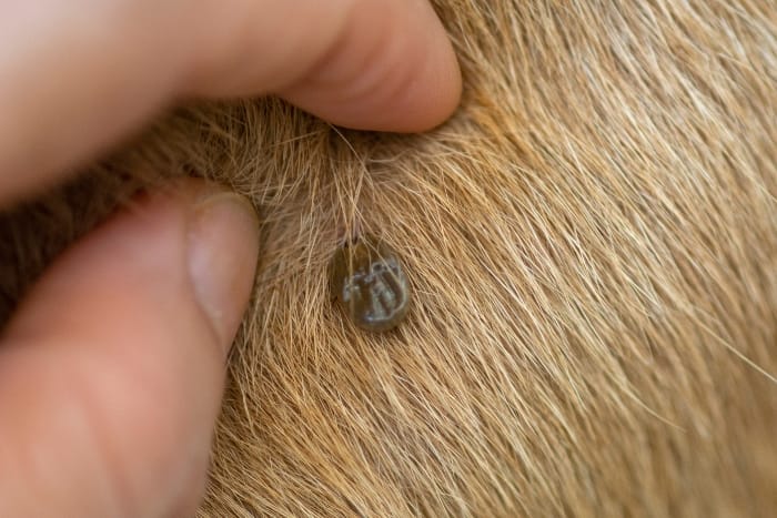 flea sucking on dog