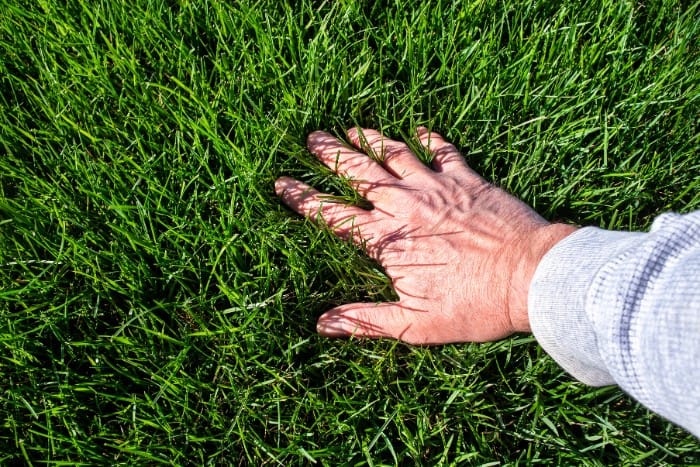 man's hand touching a healthy lawn