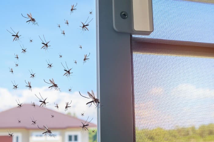 mosquitoes on window