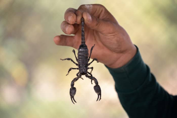 man's hand holding a scorpion