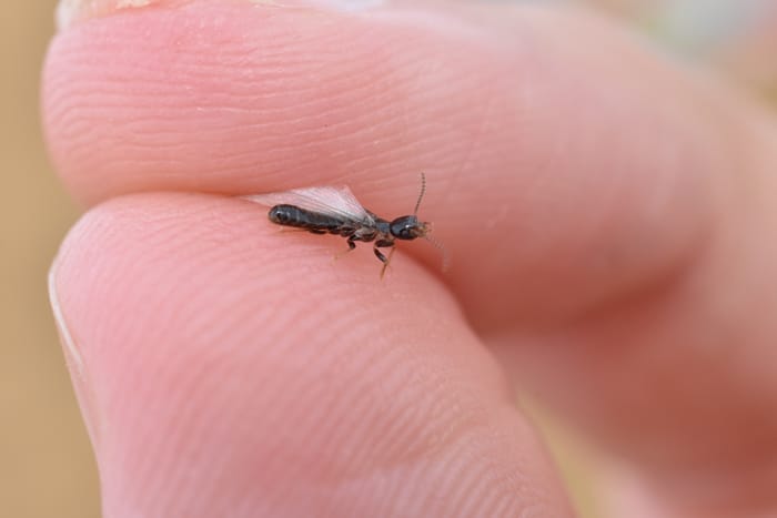 Identifying Common Termite Species in Southeast Texas and How to Control Them