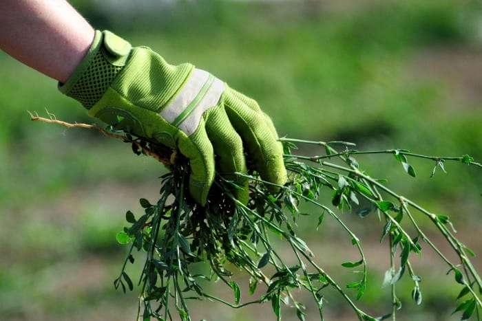 Proven Weed Lawn Control Methods for a Lush, Healthy Yard