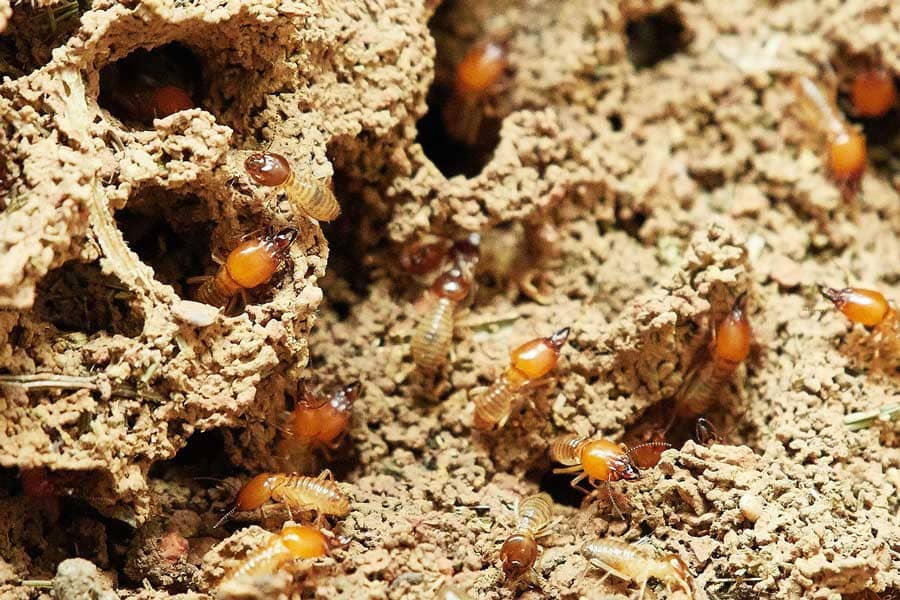 termites infestation