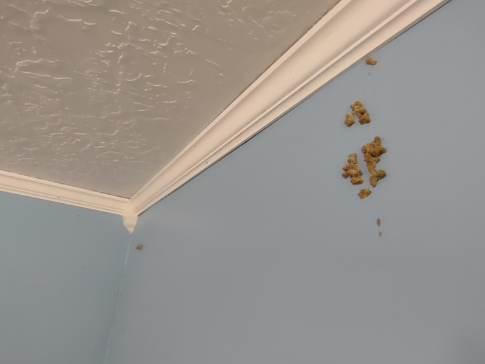 Termite frass on indoor wall corner