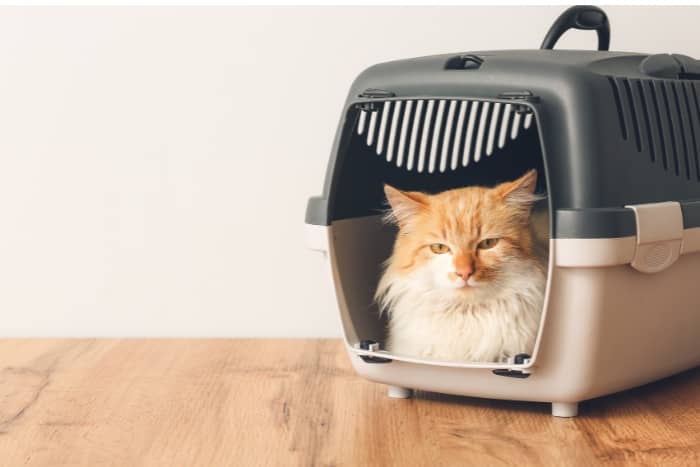 cute cat in carrier at home
