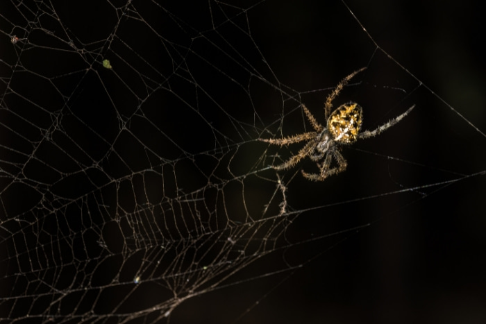 spider in the dark