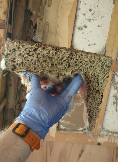 Termite inspection of severely damaged wood