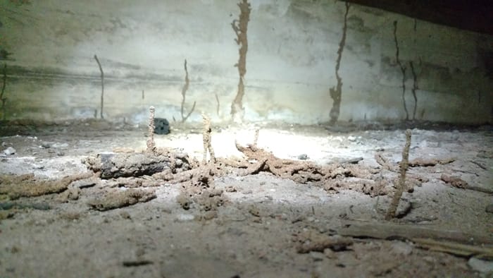 termite mud tubes