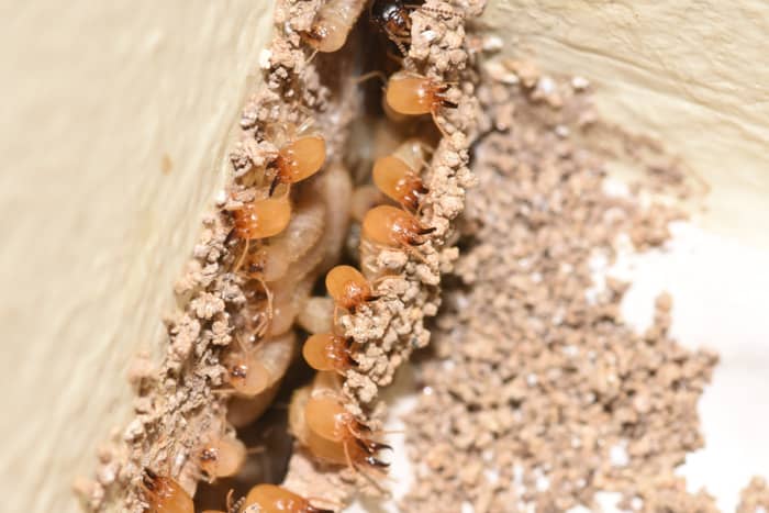termites close up view