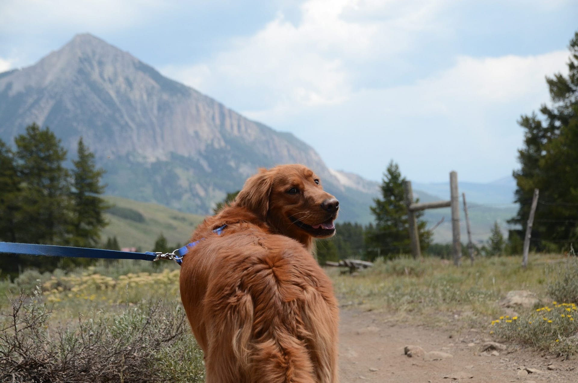 Dog-Friendly National Parks & the B.A.R.K. Ranger Program - Winnebago